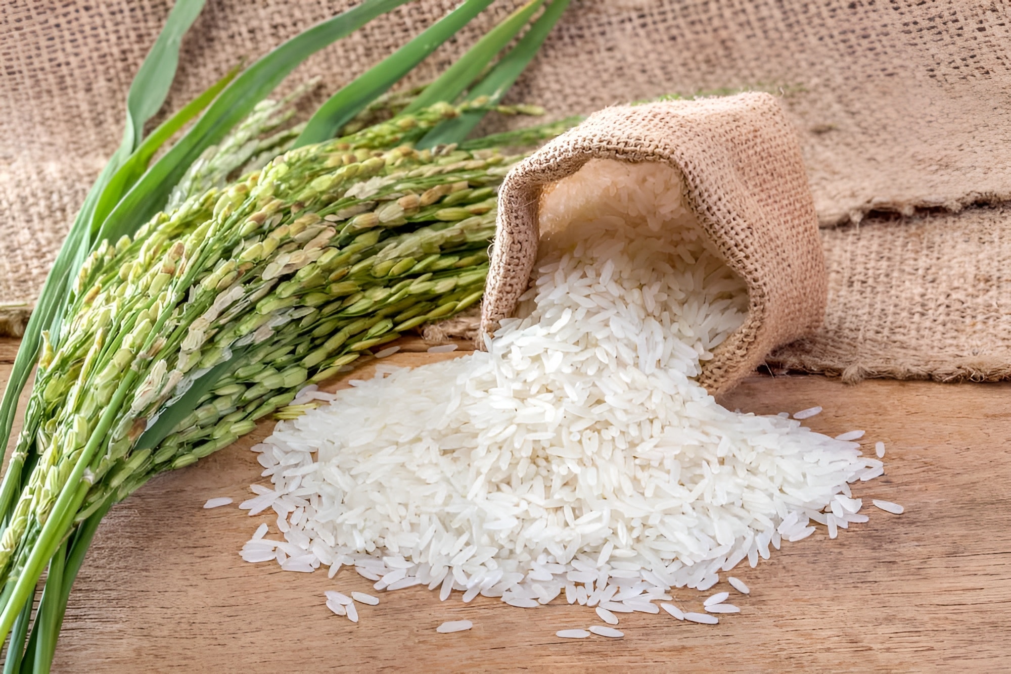 Rice stalks and a sack of polished rice grains, representing NOVADECI rice loan assistance